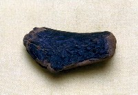 藏品(鹿角碎塊)的圖片